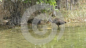 Limkin in a lake 4K Ultra HD