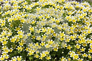 Limnanthes douglasii photo