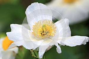 Limnanthes douglasii flower photo