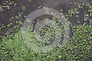 Limnobium laevigatum