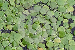 Limnobium laevigatum