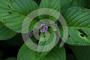 Limnophila rugosa at garden