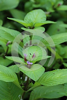 Limnophila rugosa at garden