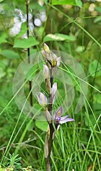 Limodorum abortivum, also known as Violet Limodore in National Park Lobau Donauauen photo