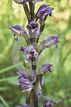 Limodorum abortivum flower close up