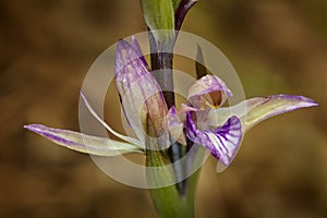 Limodorum abortivum, Violet Limodore pink blue flowering European terrestrial wild orchid in nature habitat, detail of bloom,