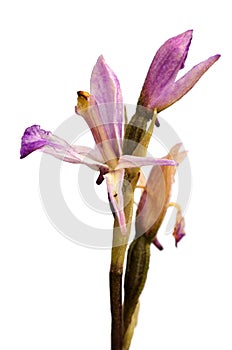 Limodorum trabutianum wild orchid flower profile over white
