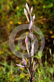 Limodorum trabutianum wild orchid flowers spike