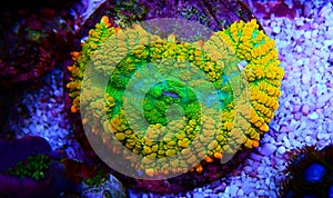 Limon lime Rhodactis mushroom coral photo