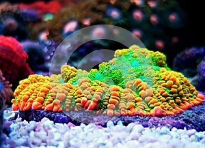 Limon lime Rhodactis mushroom coral photo