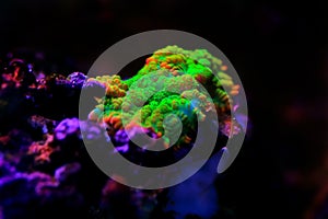 Limon-lime Rhodactis mushroom coral - Rhodactis sp. photo
