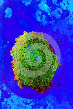 Limon-lime Rhodactis mushroom coral - Rhodactis sp. photo