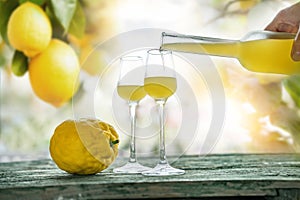 Limoncello poured into glasses photo