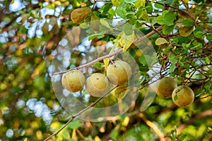 Limonia acidissima tree with fruit