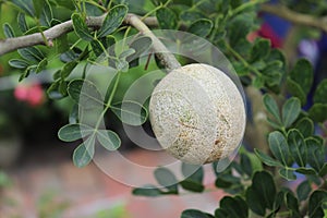 Limonia acidissima on the tree. Wood apple, Curd Fruit