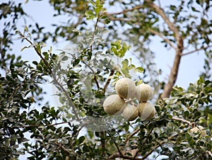 Limonia acidissima - wood apple - fruit