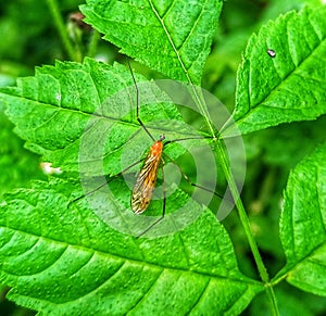 Limonia phragmitidis. Insect. Arthropoda. Diptera. Animalia. photo