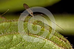 Limoniid Crane Fly