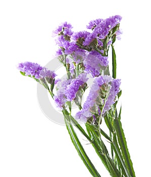 Limonium photo