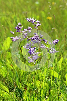 Limonium gmelinii
