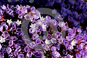 Limonium perezii, Perez`s sea lavender