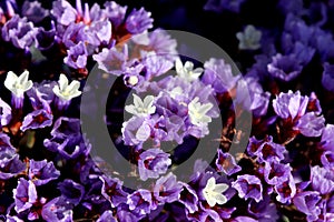 Limonium perezii, Perez`s sea lavender