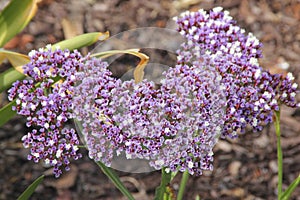 Limonium perezii, Perez`s sea lavender