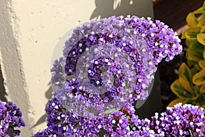 Limonium perezii, Perez`s sea lavender