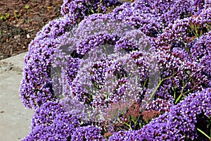 Limonium perezii, Perez`s sea lavender