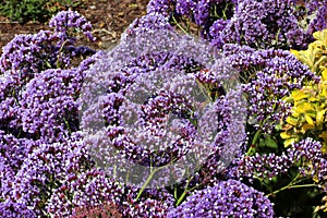 Limonium perezii, Perez`s sea lavender photo