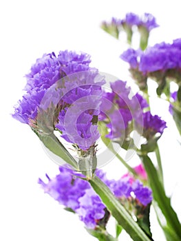 limonium in studio