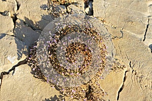 Limonium serotinum flowers growing on the rock