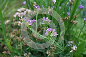 Limonium sinuatum blooms in autumn. Berlin, Germany