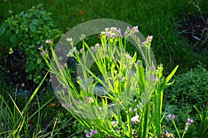 Limonium sinuatum blooms in autumn. Berlin, Germany