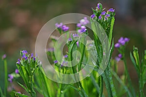 Limonium sinuatum blooms in autumn. Berlin, Germany