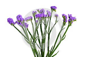 Limonium sinuatum Flower