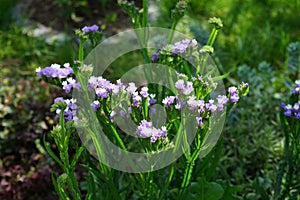 Limonium sinuatum is a Mediterranean plant species in the family Plumbaginaceae known for its papery flowers. Berlin, Germany