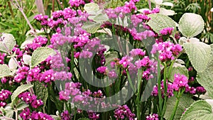 Limonium sinuatum. Pink two-colored Statice . photo