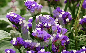 Limonium sinuatum. Sea Lavender. Statice.