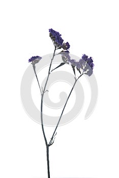 Limonium sinuatum Statice Salem flower isolated on white background