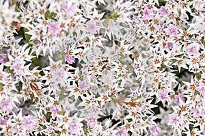 Limonium tataricum photo