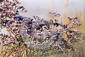 Limonium vulgare, Sea Lavender macro on white blur