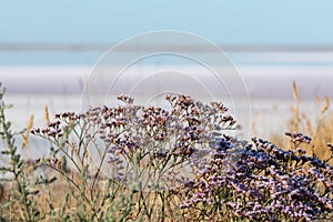 Limonium vulgare, Sea Lavender near Salt pink lake