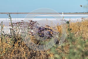 Limonium vulgare, Sea Lavender near Salt pink lake