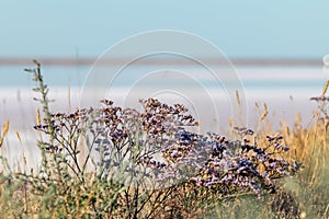 Limonium vulgare, Sea Lavender near Salt pink lake