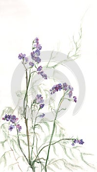 Limonium watercolor painting