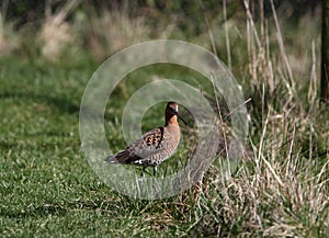 Limosa