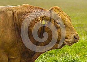 A Limousin Bull