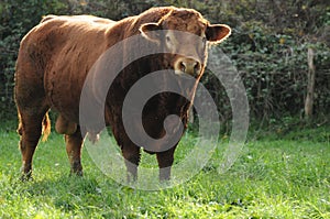 Limousin bull photo