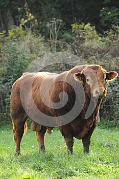 Limousin bull photo